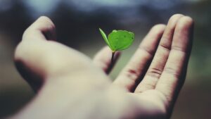 An out stretched hand holds a small green growing sapling